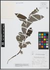 Foto von Salix appendiculata Vill.